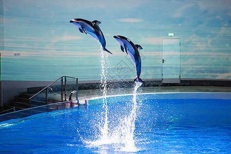 海豚表演人与动物高清图片