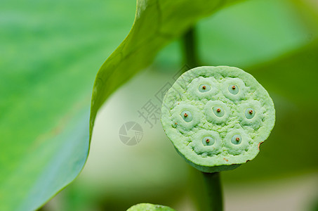 手绘荷花莲蓬夏日的荷花莲蓬荷叶背景