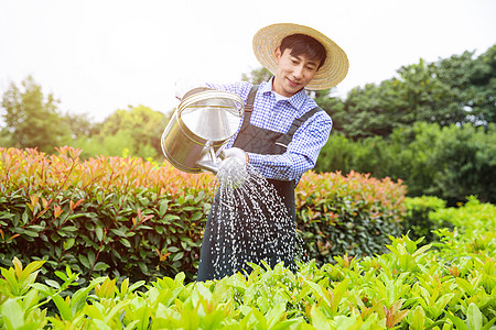 给树木浇水农场园丁提水桶为植物浇水背景