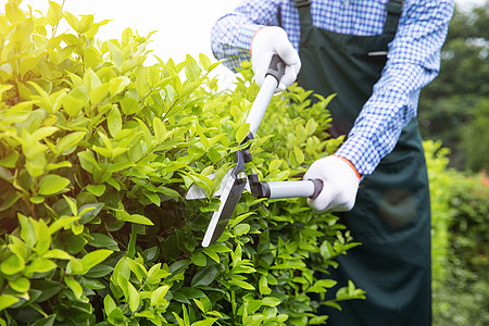 人与植物农夫工人修剪农场植物枝叶背景