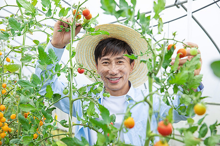 农夫培育小番茄图片
