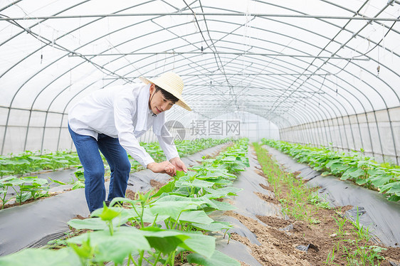 农民蔬菜大棚里干农活图片