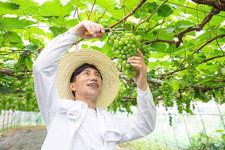 农夫种植大棚采摘葡萄图片