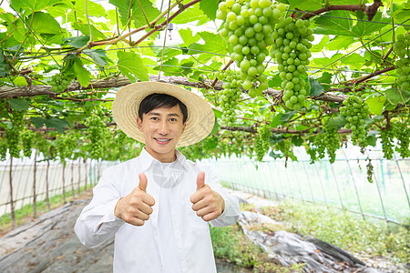 手拿葡萄男性农民种植大棚采摘葡萄背景