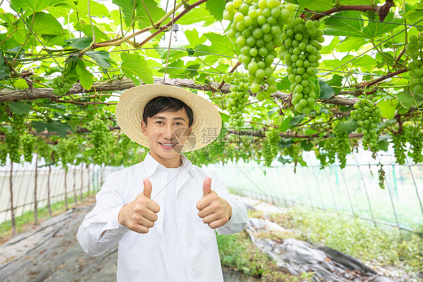 农民种植大棚采摘葡萄图片