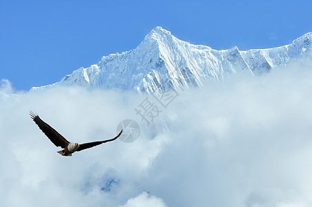 幼鹰珠穆朗玛峰上的野山鹰背景
