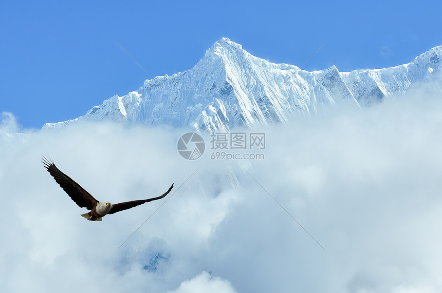 珠穆朗玛峰上的野山鹰图片