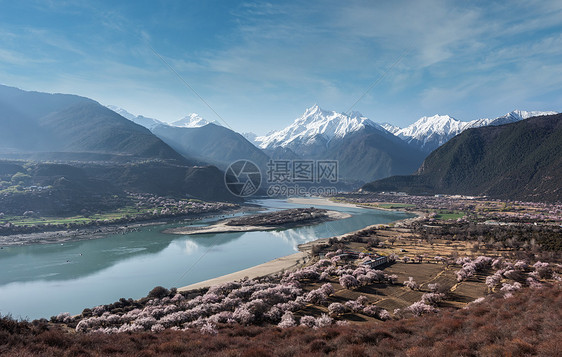 西藏然乌湖景区樱花图片