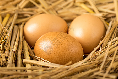 鸡鱼肉蛋养鸡场里母鸡下的新鲜鸡蛋背景