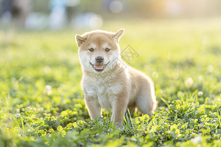 柴犬小时候夕阳下可爱的柴犬宝宝和妈妈背景