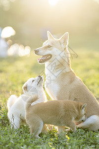 宝宝打闹夕阳下可爱的柴犬宝宝和妈妈背景