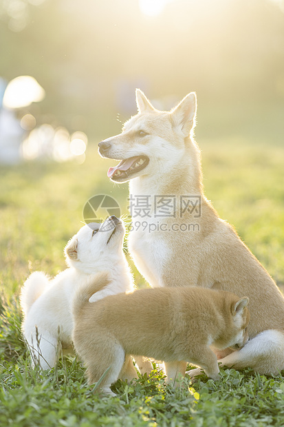 夕阳下可爱的柴犬宝宝和妈妈图片