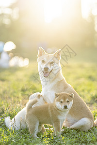 夕阳下可爱的柴犬宝宝和妈妈背景图片