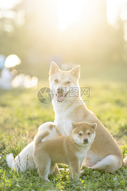 夕阳下可爱的柴犬宝宝和妈妈图片