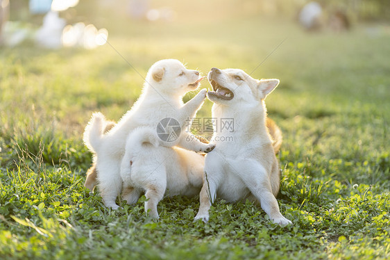 夕阳下可爱的柴犬宝宝和妈妈图片