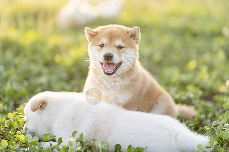 夕阳下可爱的柴犬宝宝和妈妈图片