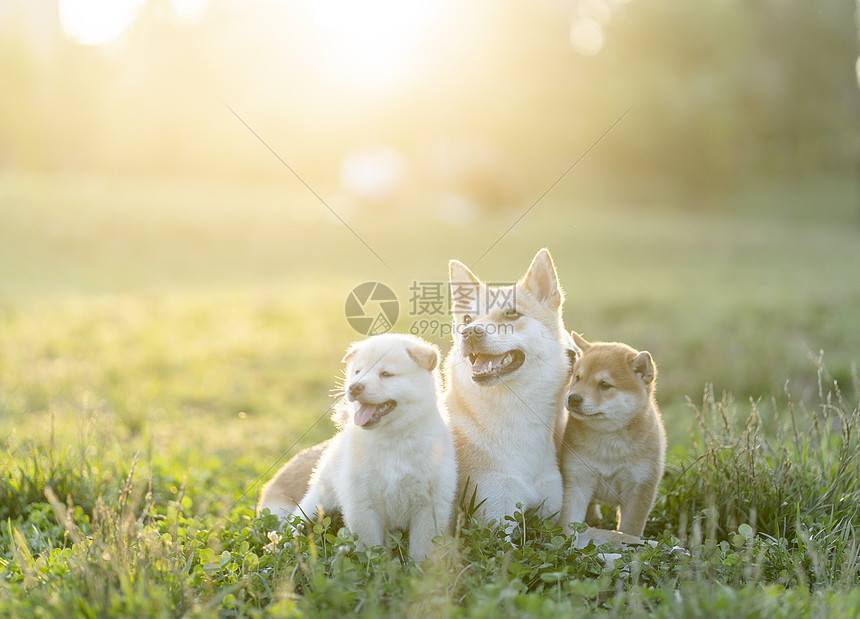 夕阳下可爱的柴犬宝宝和妈妈图片