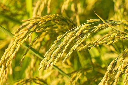 秋天成熟的稻穗背景图片