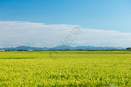 东北水稻种植基地高清图片