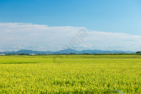 东北水稻种植基地五常大米高清图片素材