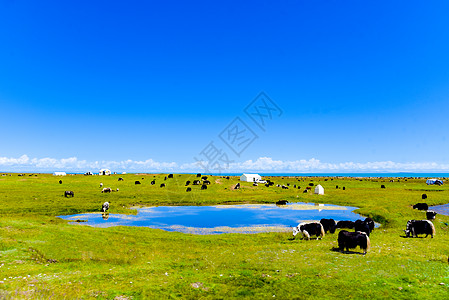 牧场奶牛青海湖畔背景
