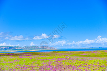 青海湖畔青海牧场高清图片