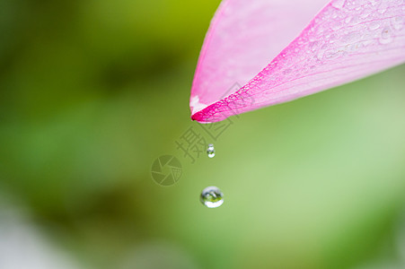 花瓣水珠荷花花瓣上的水珠背景