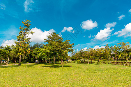 植物绿化珠海滨海公园绿化草地背景