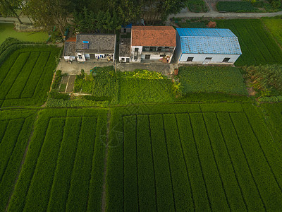 村落丰收季农田风光背景