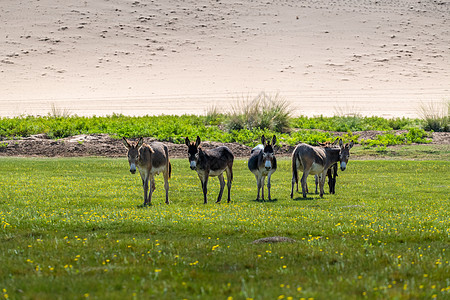 成群动物沙漠绿洲上的驴背景