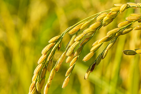 秋天节气特写拍摄即将成熟的水稻背景