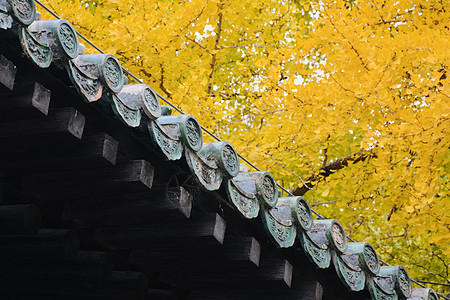 秋天古风北京西山大觉寺秋色背景