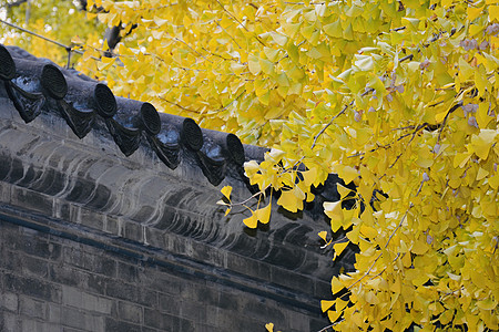 北京的秋北京西山大觉寺秋色背景