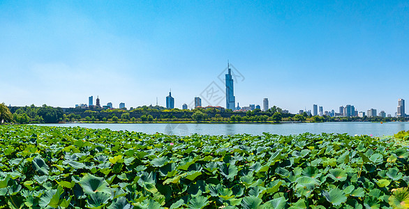 夏日荷花手绘南京玄武湖夏日城市天际线背景