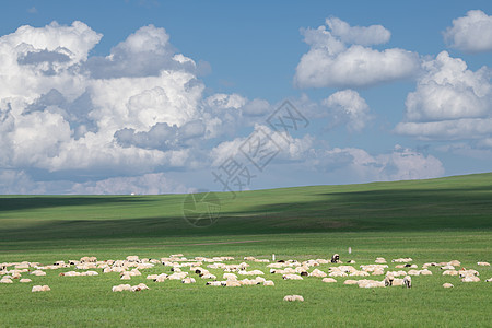 红原大草原呼伦贝尔大草原羊群背景