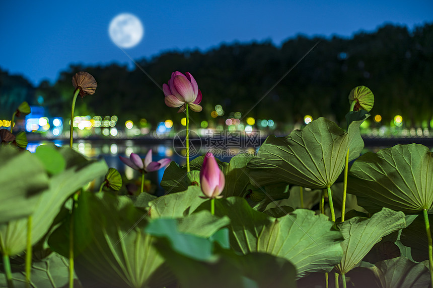 中秋赏月夜什刹海荷塘图片