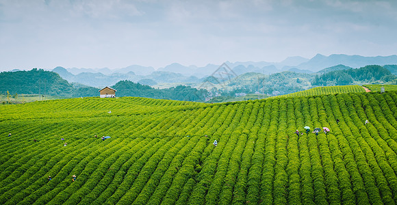 茶叶摄影茶园高清摄影图片背景