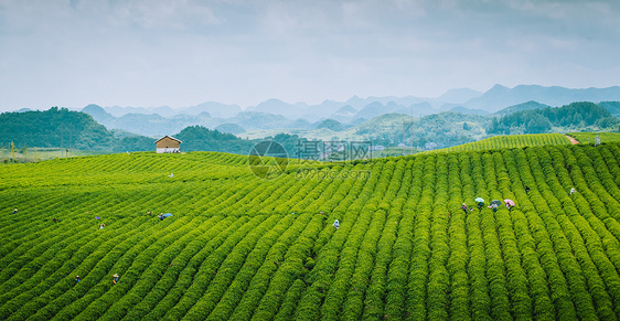 茶园高清摄影图片图片