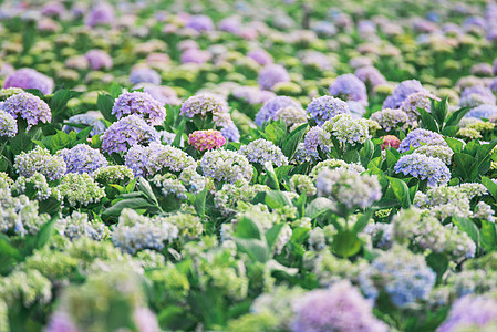 绣球花花园绣球花高清摄影图片背景