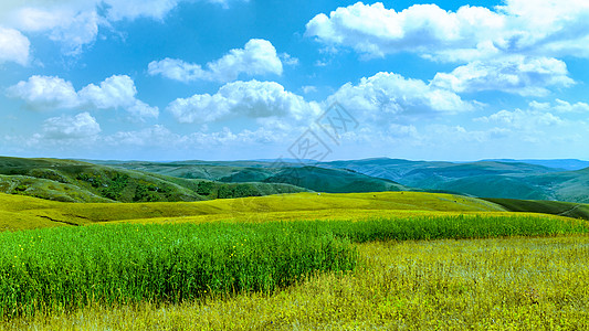 内蒙古牧场内蒙古察右中旗高山莜麦田景观背景