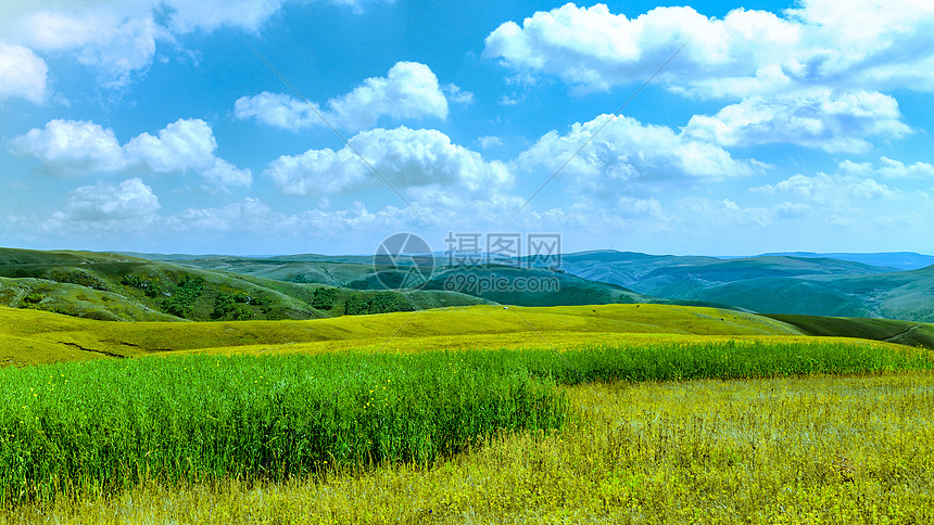 内蒙古察右中旗高山莜麦田景观图片