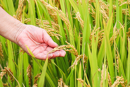 秋天丰收的稻米田户外高清图片素材