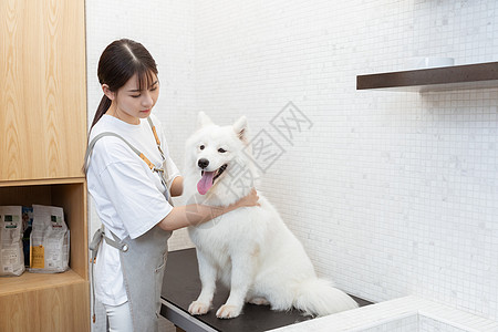 宠物美容师为萨摩耶体检图片