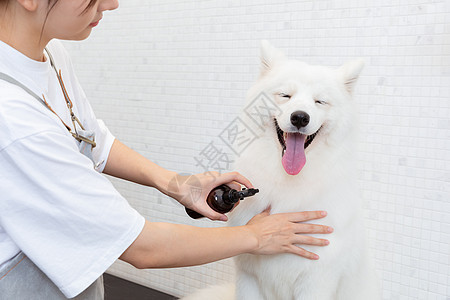 宠物美容师为萨摩耶护理毛发图片