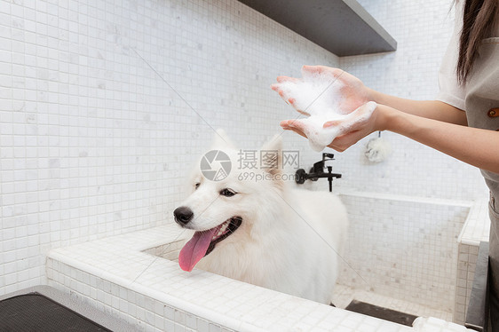 宠物美容师为萨摩耶清洁洗澡图片