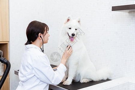 宠物医生拿听诊器为萨摩耶体检高清图片