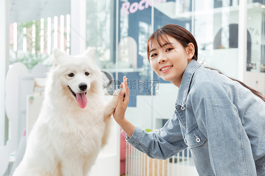 青年美女与宠物萨摩耶相伴握手图片