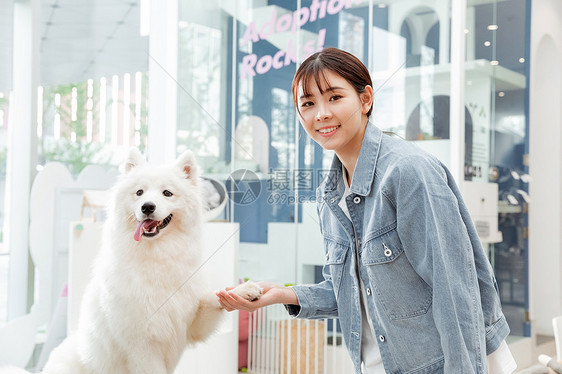 青年美女与宠物萨摩耶相伴握手图片