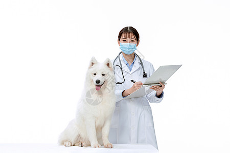 宠物医生戴口罩为萨摩耶体检图片