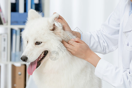 宠物医生为萨摩耶清洁耳朵图片
